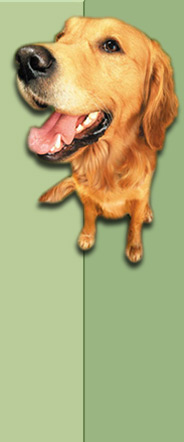 dog 1