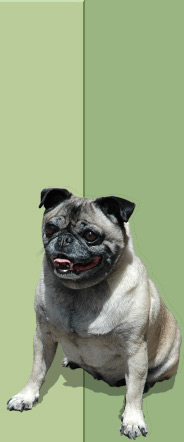 dog 1