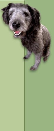 dog 1