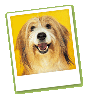 dog treat