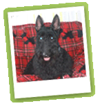 Dog 1