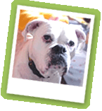 dog 3