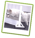 dog 2